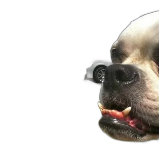 animal, face, creature, staff transparent PNG cut-out