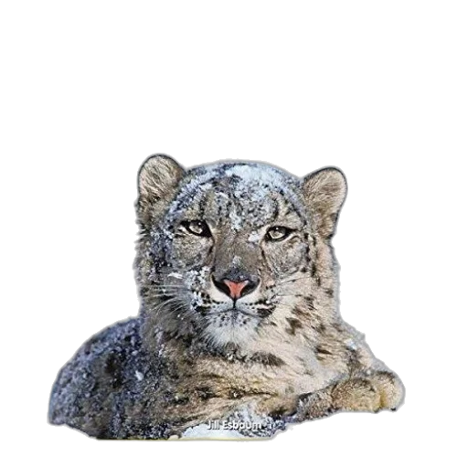 animal, creature, crown, face transparent PNG cut-out