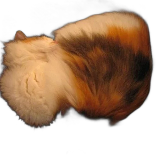 hair, animal, hat, staff transparent PNG cut-out