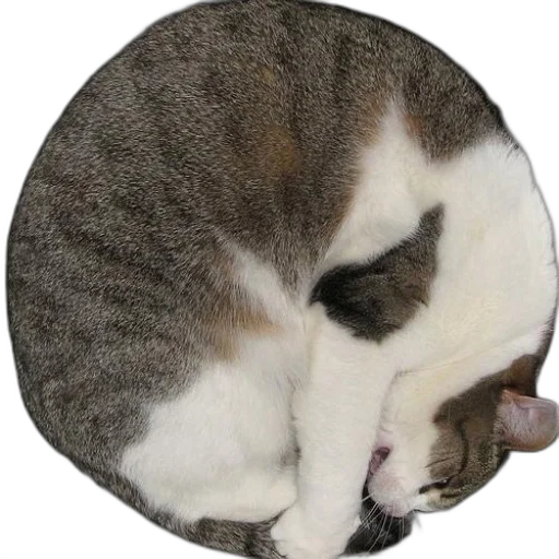 staff, hat, animal, jewelry transparent PNG cut-out