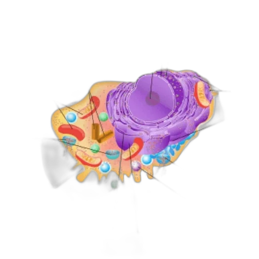 jewelry, crown, flower, mask transparent PNG cut-out