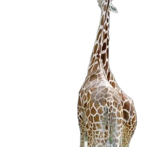 animal, creature, staff, umbrella transparent PNG cut-out