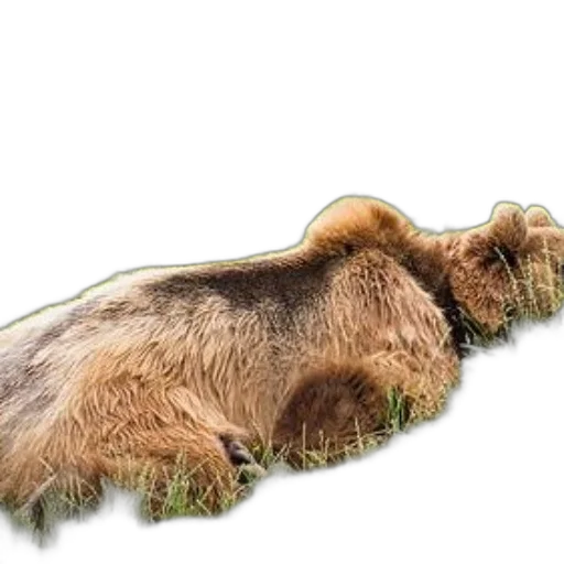 animal, hair, creature, staff transparent PNG cut-out