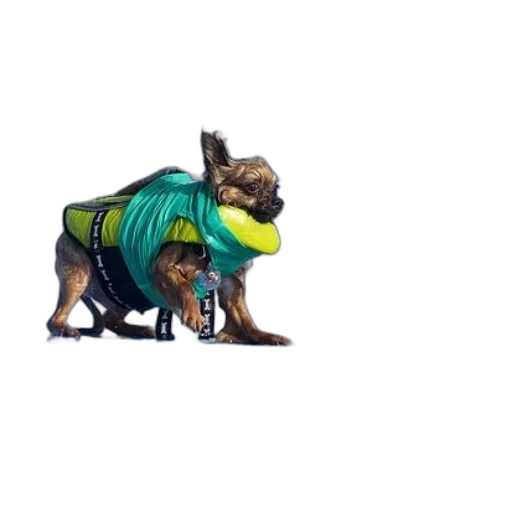 animal, creature, jacket, dragon transparent PNG cut-out