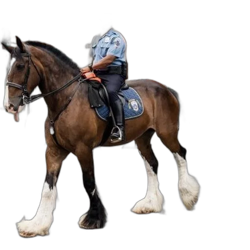 animal, jacket, hat, shoes transparent PNG cut-out