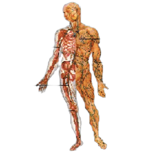 anatomical, diagram, human, body transparent PNG cut-out
