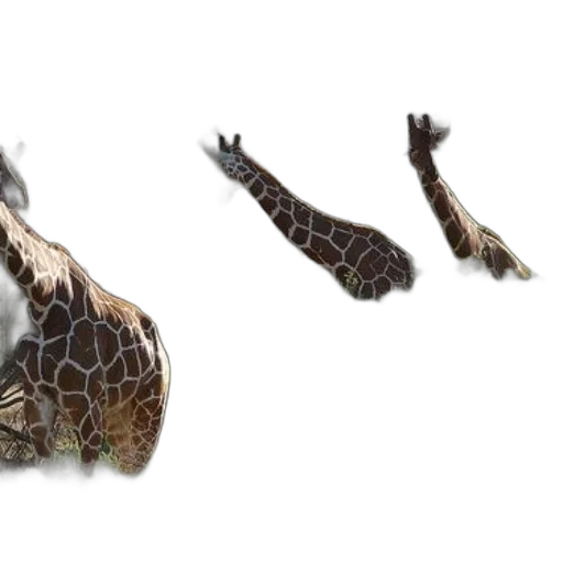 animal, creature, dragon, hair transparent PNG cut-out