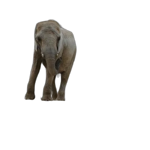 animal, creature, staff, face transparent PNG cut-out