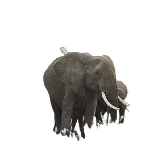 animal, creature, hat, staff transparent PNG cut-out