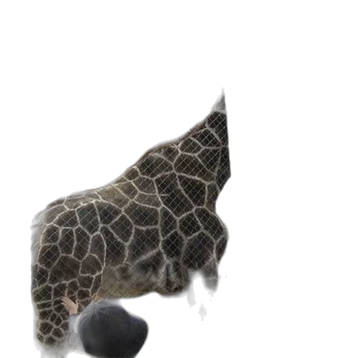 animal, umbrella, hat, creature transparent PNG cut-out
