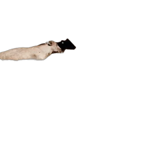 animal, staff, creature, hair transparent PNG cut-out