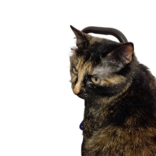 animal, hat, staff, creature transparent PNG cut-out