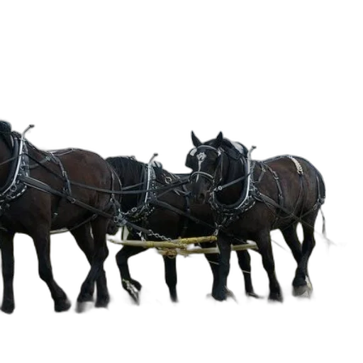 crown, animal, jewelry, car transparent PNG cut-out