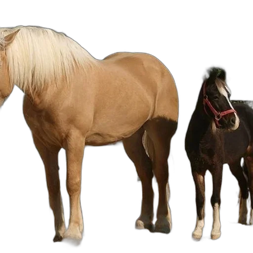 animal, photorealistic, 3d render, concept art transparent PNG cut-out