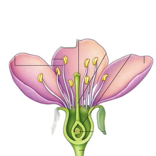 flower, crown, jewelry, staff transparent PNG cut-out