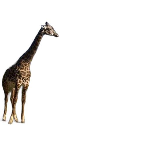 animal, creature, staff, dress transparent PNG cut-out