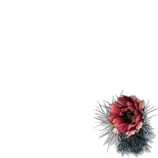 flower, crown, hat, hair transparent PNG cut-out