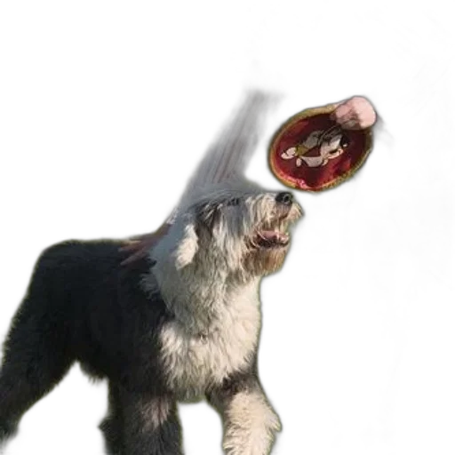 animal, staff, food, creature transparent PNG cut-out