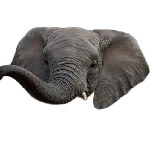 animal, hat, creature, face transparent PNG cut-out