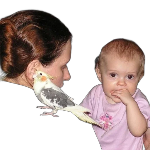 animal, jewelry, creature, mask transparent PNG cut-out