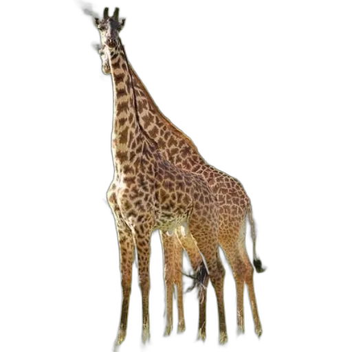 animal, creature, staff, hat transparent PNG cut-out