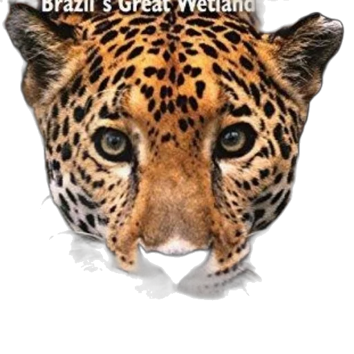 creature, animal, book, cover transparent PNG cut-out