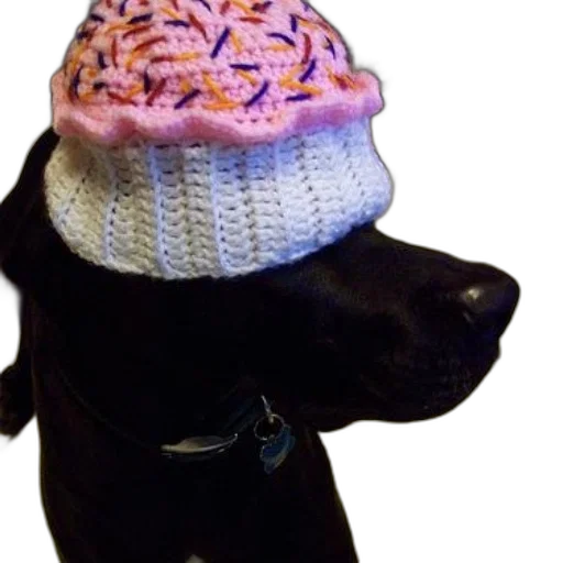 hat, animal, black, dog transparent PNG cut-out