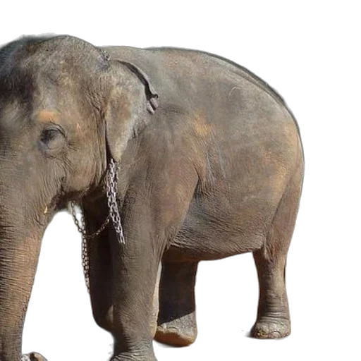 animal, creature, staff, photorealistic transparent PNG cut-out