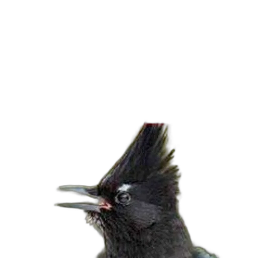 staff, animal, creature, hat transparent PNG cut-out