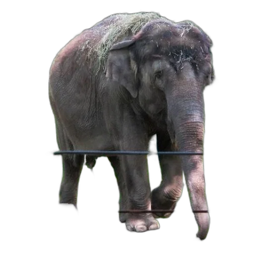 animal, staff, creature, umbrella transparent PNG cut-out