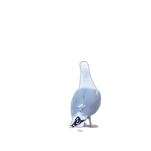 bottle, animal, robot, shoes transparent PNG cut-out