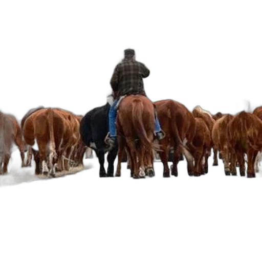 animal, concept art, person, horseback transparent PNG cut-out