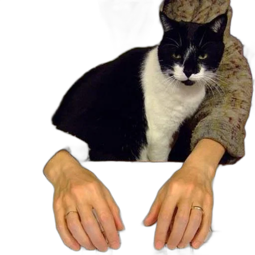 animal, hat, jewelry, creature transparent PNG cut-out