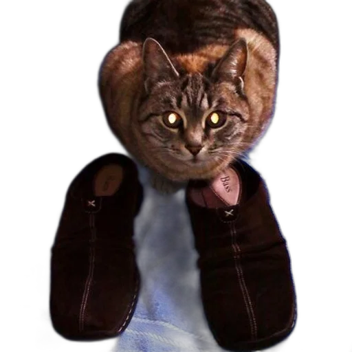 jacket, animal, staff, hat transparent PNG cut-out