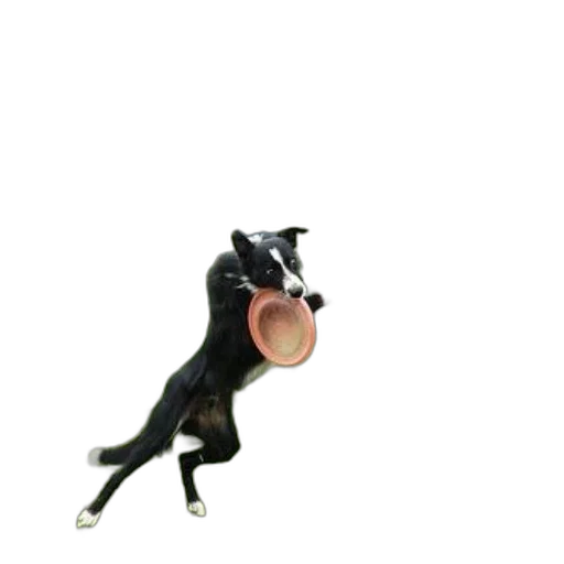 animal, creature, staff, food transparent PNG cut-out
