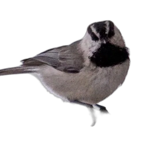 animal, hat, staff, creature transparent PNG cut-out