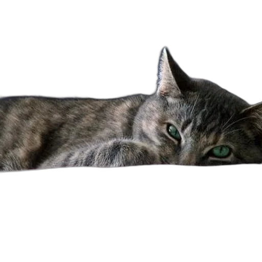 animal, staff, creature, furniture transparent PNG cut-out