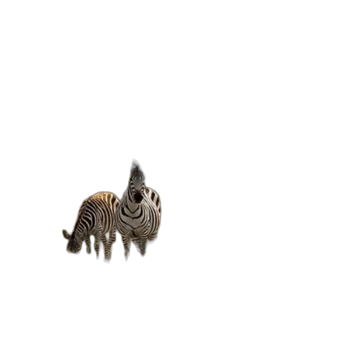 animal, creature, dragon, hair transparent PNG cut-out