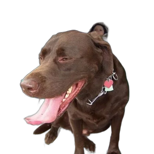 animal, creature, staff, face transparent PNG cut-out