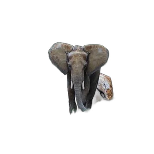 animal, creature, hat, shoes transparent PNG cut-out
