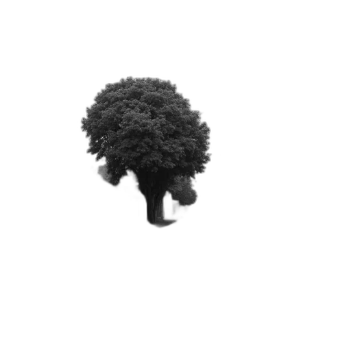 tree, hair, crown, hat transparent PNG cut-out