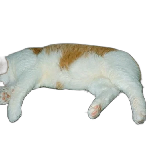 staff, animal, creature, furniture transparent PNG cut-out