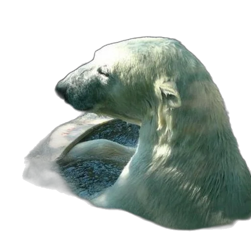 animal, creature, face, concept art transparent PNG cut-out