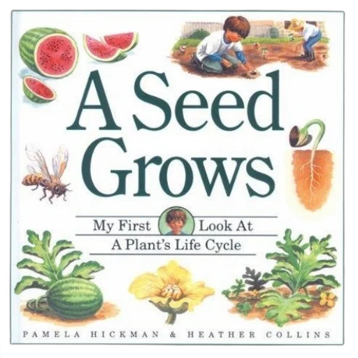 seed, grows, first, look transparent PNG cut-out