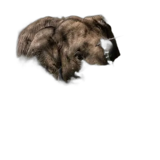 hair, animal, creature, hat transparent PNG cut-out