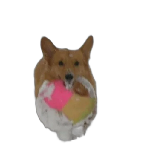 animal, food, creature, staff transparent PNG cut-out