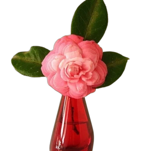 flower, bottle, crown, furniture transparent PNG cut-out