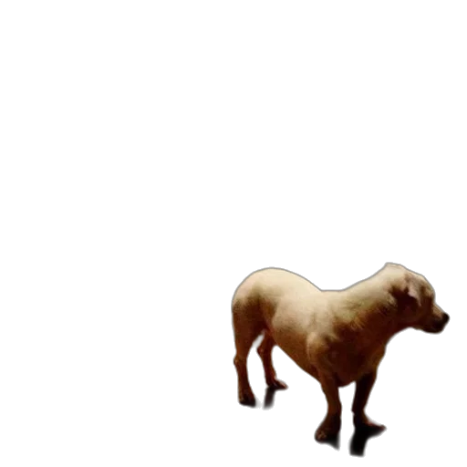 animal, creature, food, furniture transparent PNG cut-out