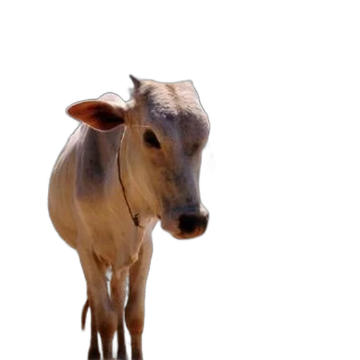 animal, creature, face, mask transparent PNG cut-out