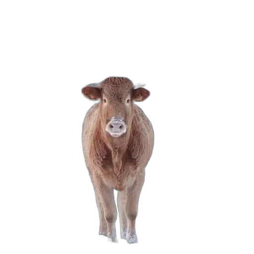 animal, creature, face, food transparent PNG cut-out